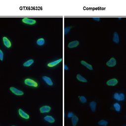 BrdU antibody [HL1111] (GTX636326)
